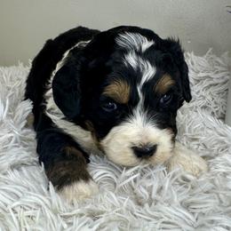 Boy 3 - Tri-color male Bernedoodle puppy in Russiaville, Indiana from Pleasant Creek Minibernedoodles