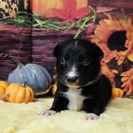 Boston - Black and white male Border Collie puppy in Avilla, Indiana from Borderline Kennels