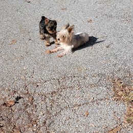 Great Dane and Yorkshire Terrier Puppies from Chuck City Danes