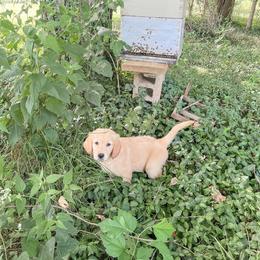Golden Retriever and Pembroke Welsh Corgi Puppies from Rose n’ Thistle Farm