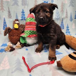 Red collar - Sable female German Shepherd puppy in Ramsey, Illinois from Haus-Farr German Shepherds