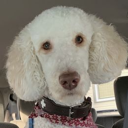 Archie - Poodle