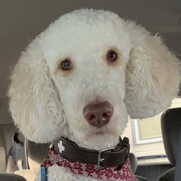 Archie - Poodle