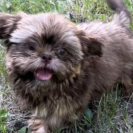 Shih Tzus from Primmnproper Shih tzus
