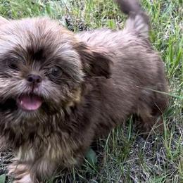 Shih Tzus from Primmnproper Shih tzus