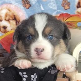 Black Paw Bandana Boy - Blue male Pembroke Welsh Corgi puppy in Cherokee, Oklahoma from MCS Farms-OK