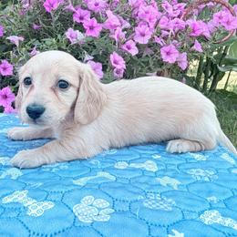 Fanny - Cream female Dachshund puppy in Cherry Tree, Oklahoma from Peavine Creek Dachshunds