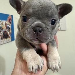 Noel - Tricolors female French Bulldog puppy in Lakeland, Florida from Fur Love And Puppies