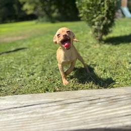 Eliza - Chihuahua