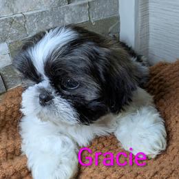 Gracie - Tricolor female Shih Tzu puppy in Clyde, North Carolina from Shawgo Pups