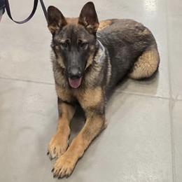 Daisy - Sable female German Shepherd puppy in Sierra Vista, Arizona from KnightWatch K-9