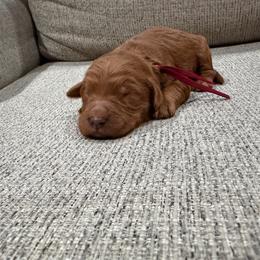 Burgundy - Red  female Goldendoodle puppy in Bakersfield, California from Lavish Doodles