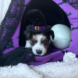 PJ - Black & tan tri-color male Morkie puppy in Lawrenceville, Georgia from Georgias Finest Puppies