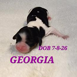 AKC GEORGIA - Tri-color female Cavalier King Charles Spaniel puppy in Joplin, Missouri, Missouri from HOL-A-DA CAVALIERS