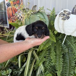 Girl 1 - Piebald female Dachshund puppy in Aurora, Missouri from Baker Farms