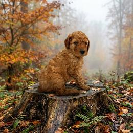 Boy 3 - Red  male Poodle puppy in Mc Henry, Illinois from Sunset Maple Poodles