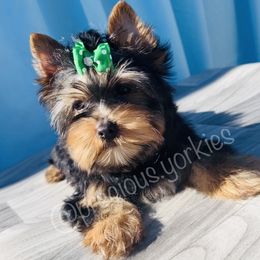 Green Collar - Black and tan Yorkshire Terrier puppy in San Jose, California from Precious Yorkies