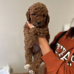 Bernedoodle and Goldendoodle Puppies from Hello Doodle Ranch