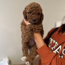 Bernedoodle and Goldendoodle Puppies from Hello Doodle Ranch