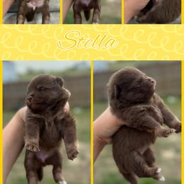 Stella - Chocolate and tan female Pomeranian puppy in Willow Spring, North Carolina from GTBBF Pomeranians