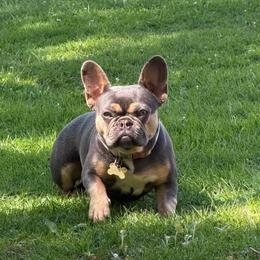 Violet - French Bulldog