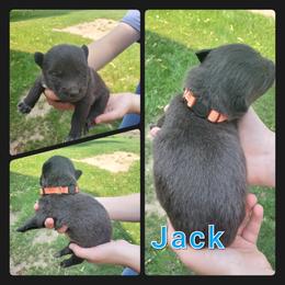 Siberian Husky Puppies from Haase Family Kennels