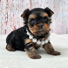 LaLa - Blue and gold female Yorkshire Terrier puppy in Monticello, Iowa from Ashley’s Puppies