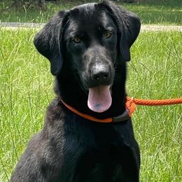 Labrador Retrievers from Mossy Rock Retievers