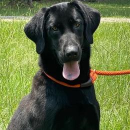 Labrador Retrievers from Mossy Rock Retievers