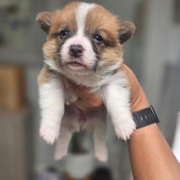 Girl 3 - Fawn female Pembroke Welsh Corgi puppy in San Diego, California from San Diego Corgis