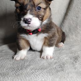 Red collar - Sable male Pembroke Welsh Corgi puppy in Yelm, Washington from Tolbolton Creek Corgis