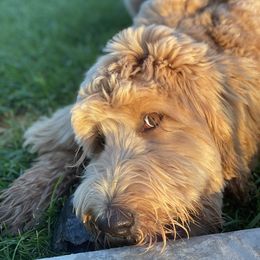 Goldendoodle Puppies from Golden Rule Doodles