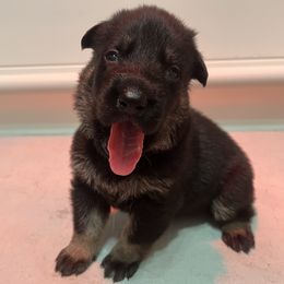 German Shepherd Puppies from Paws Of Germany