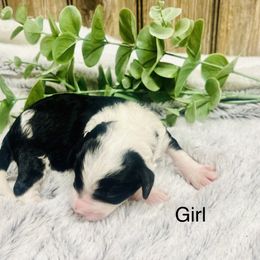 Girl 2 - Black and white female Aussiedoodle puppy in Hamilton, Michigan from White Pine Farm