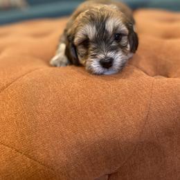 Goldendoodle Puppies from Lady Paws Puppies