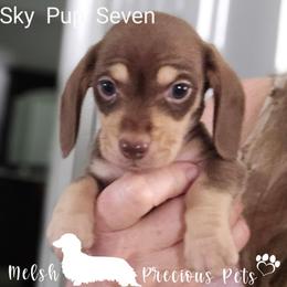 Sky-Nemo Pup 7 by Birth order - Chocolate and cream male Dachshund puppy in Anamosa, Iowa from Melsh Precious Pets