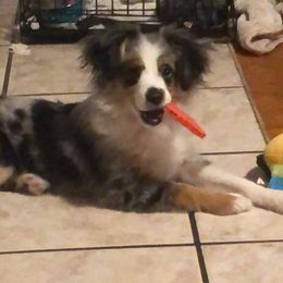 Miniature Australian Shepherd and Toy Australian Shepherd All Grown Up from Donna's Toy & Mini Aussies