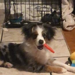 Miniature Australian Shepherd and Toy Australian Shepherd All Grown Up from Donna's Toy & Mini Aussies