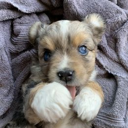 Miniature Australian Shepherd Puppies from 5 Star Mini Aussies