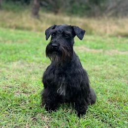 Denali - Miniature Schnauzer