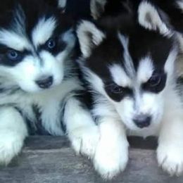 Siberian Husky Puppies from Husky Hollar