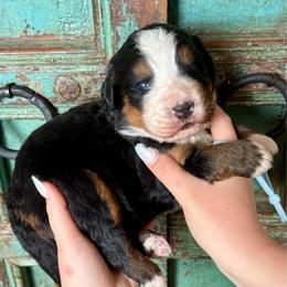 Girl 1 - Black rust and white female Bernese Mountain Dog puppy in Altura, Minnesota from Bluffside Berners
