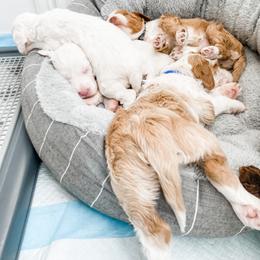 Australian Labradoodle Puppies from Novalie Australian Labradoodles