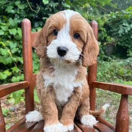 Spanky - Apricot male Australian Labradoodle puppy in Eastover, North Carolina from Joyful Hearts Australian Labradoodles