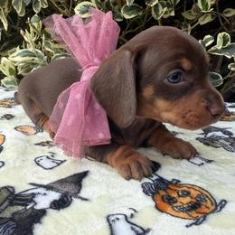 Chocolate and tan shorthair female - Chocolate and tan female Dachshund puppy in California from Sweetheart Labradors & Mini Dachshunds