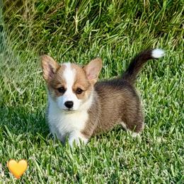Daphne--Yellow Collar Girl - Red female Pembroke Welsh Corgi puppy in Yulee, Florida from Pembroke Welsh Corgis at Belle Haven