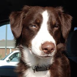 Australian Shepherds from K/J Aussies