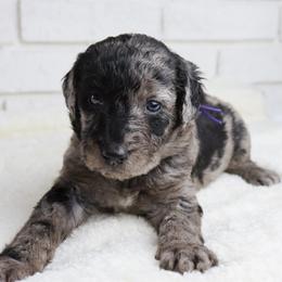 Gabby - Merle female Labradoodle puppy in Bryantown, Maryland from Doodles on Duty