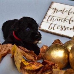 Miniature Schnauzer Puppies from Beyond Blessed Pawz