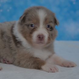 Zayani - Red merle female Australian Shepherd puppy in Fultonville, New York from Sandy Aussies & Pomeranians